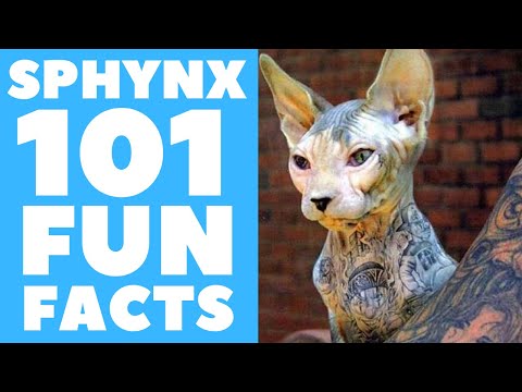 Sphynx Cats 101 : Fun Facts