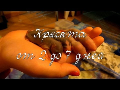 Крысята с 2 по 7 день/Rats from 2 to 7 days