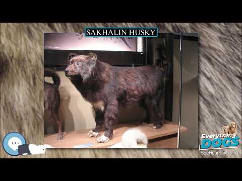 Sakhalin Husky 🐶🐾 Everything Dog Breeds 🐾🐶