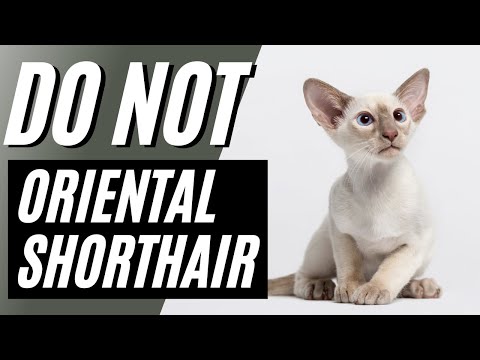 7 Reasons You Should NOT Get an Oriental Shorthair Cat