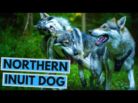 Northern Inuit Dog - Facts and Information