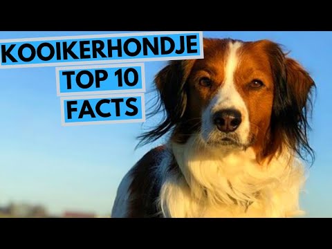 Kooikerhondje - TOP 10 Interesting Facts
