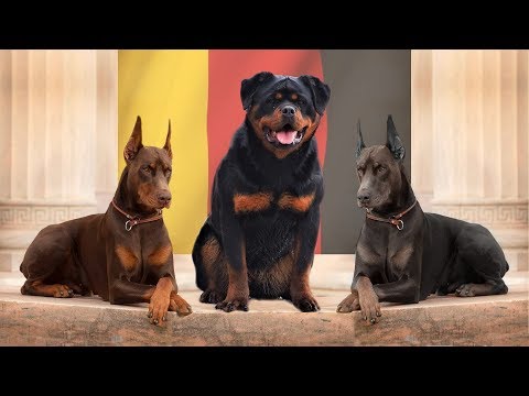10 LEGENDARY GERMAN DOG BREEDS