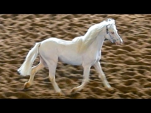 Футаж Лошади. Красивые Лошади Видео. Породы Лошадей. Уэльский Пони. Лошадь Изабелловой Масти