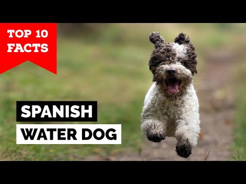 Spanish Water Dog - Top 10 Facts