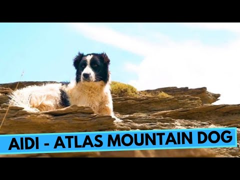Aidi - Atlas Mountain Dog - Facts and Information