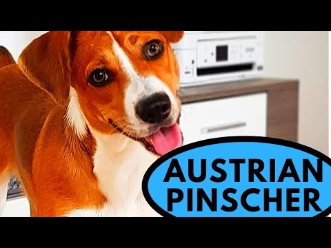 Austrian Pinscher Dog Breed - Companion Hunter Protector