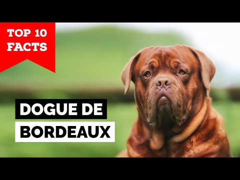 Dogue de Bordeaux - Top 10 Facts