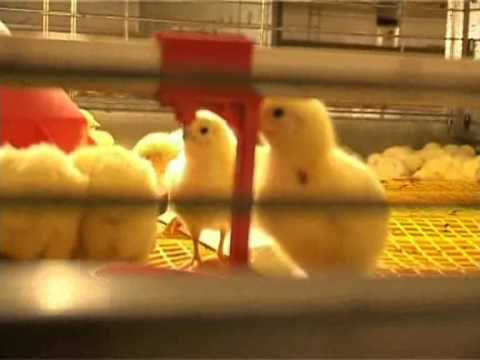 Почему цыплята - бройлеры так быстро растут?