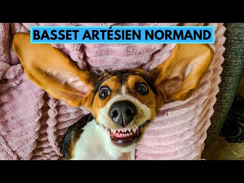 Basset Artésien Normand - TOP 10 Interesting Facts - Artesian Basset