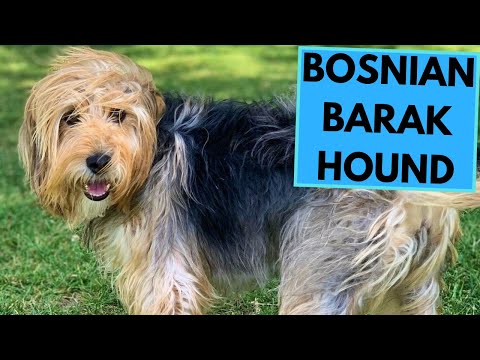 Barak Hound - Bosnian Coarse Haired Hound - Facts and Information