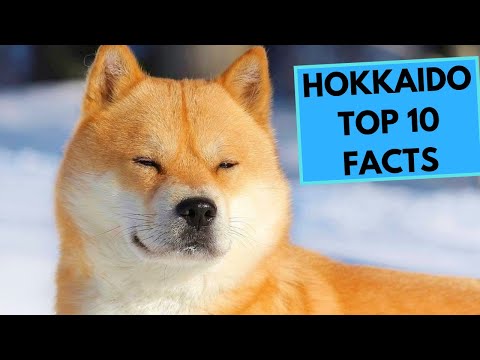 Hokkaido Dog Breed - TOP 10 Interesting Facts