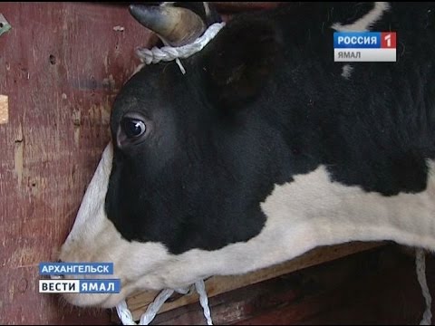 Элитные холмогорские коровы приедут на Ямал