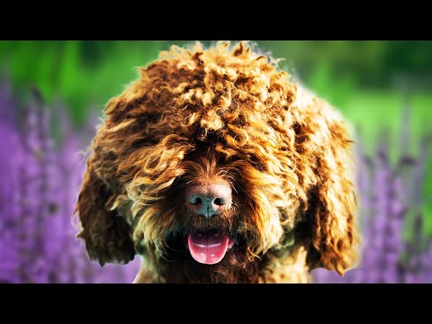 Barbet Dogs 101 - Top Pros and Cons of Owning the Barbet