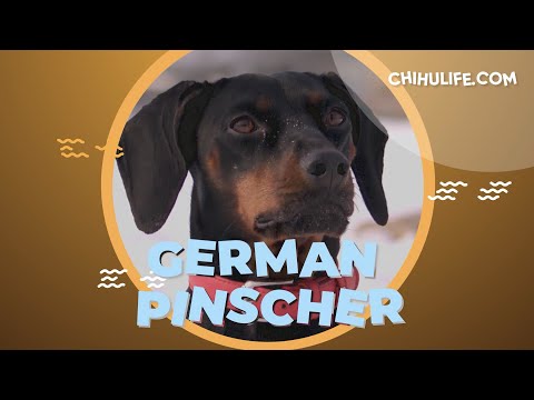 German Pinscher Temperament, Personality, Behavior, Pros and Cons