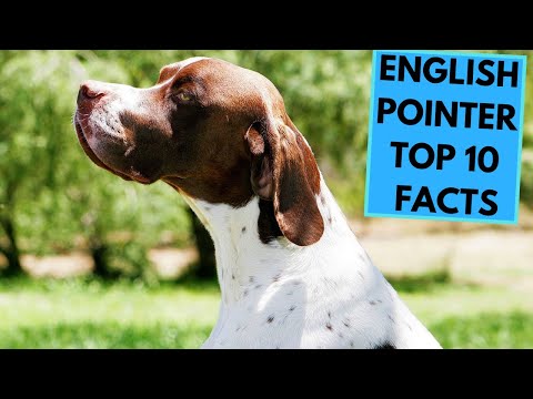 English Pointer - TOP 10 Interesting Facts