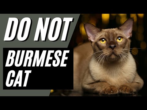7 Reasons You SHOULD NOT Get a Burmese Cat