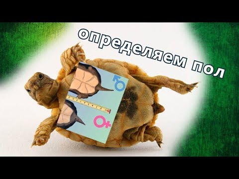 Как отличить пол у среднеазиатских черепах?