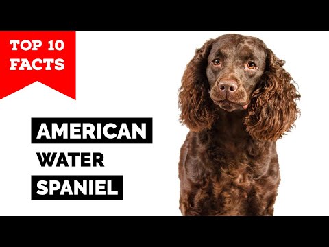 American Water Spaniel - Top 10 Facts