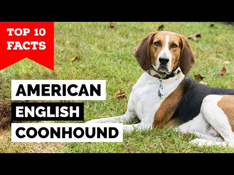 American English Coonhound - Top 10 Facts