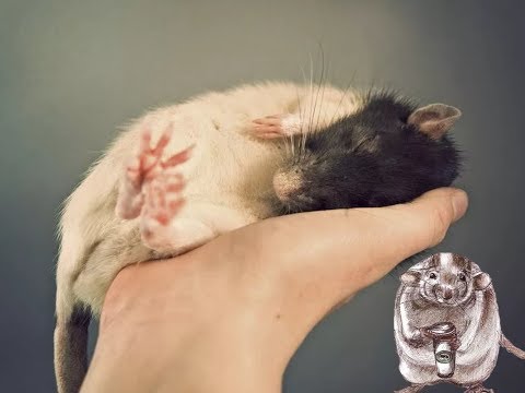 Как приручить крысёнка к рукам (декоративные крысы)