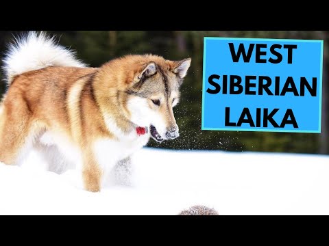 West Siberian Laika - TOP 10 Interesting Facts