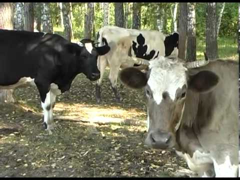 Домашняя ферма Коровы