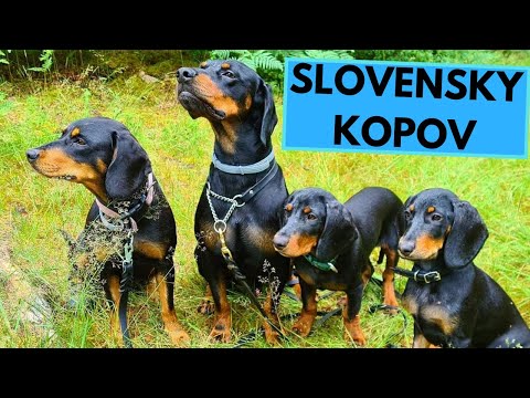 Slovensky Kopov - TOP 10 Interesting Facts