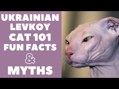 Ukrainian Levkoy Cats 101 : Fun Facts &amp; Myths