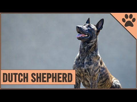Dutch Shepherd Dog Breed Information