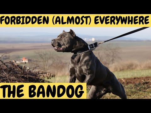 BANDOG - The Forbidden Dogs - almost everywhere!