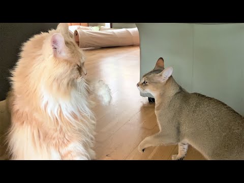 Maine Coon vs F3 Chausie