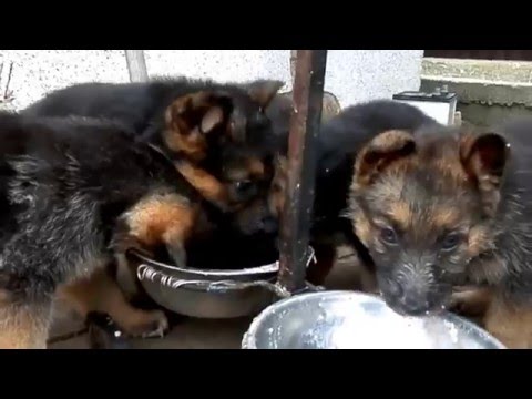 КОРМЛЕНИЕ ЩЕНКОВ немецкой овчарки.Feeding puppies Odessa.