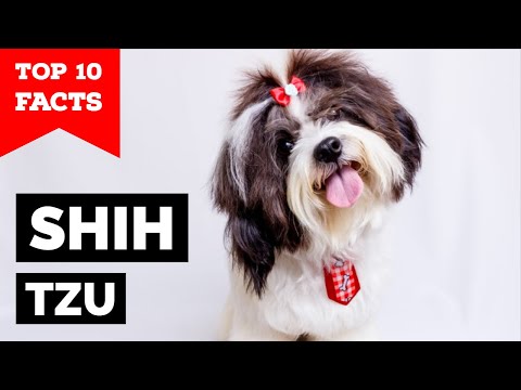 Shih Tzu - Top 10 Facts