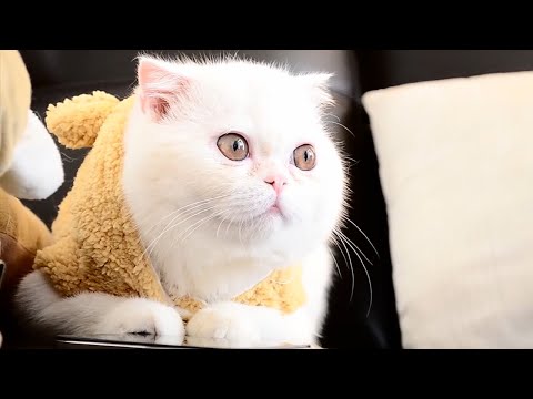 14 Interesting Exotic Shorthair Cat Facts