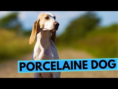Porcelaine Dog Breed - Facts and Information