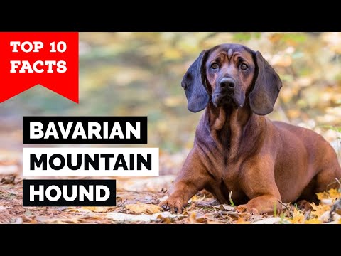 Bavarian Mountain Hound - Top 10 Facts