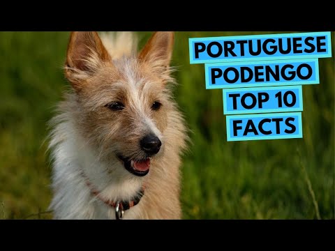 Portuguese Podengo - TOP 10 Interesting Facts