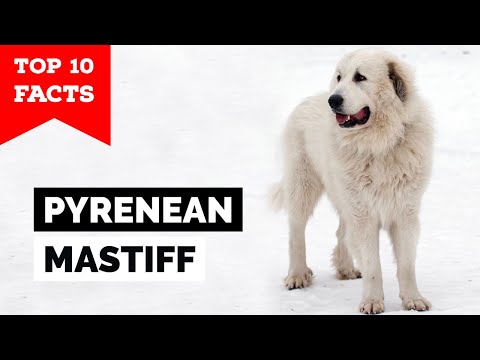 Pyrenean Mastiff - Top 10 Facts