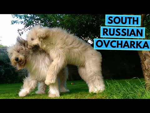 South Russian Ovcharka - TOP 10 Interesting Facts