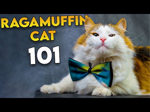 RAGAMUFFIN CAT 101 - The Most UNDERRATED Fluffy Cat Breed