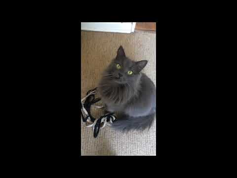 Cute Nebelung cat wants to play!