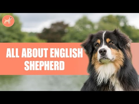 English Shepherd- History, Grooming, Personality, &amp; More! (Detailed Guide)
