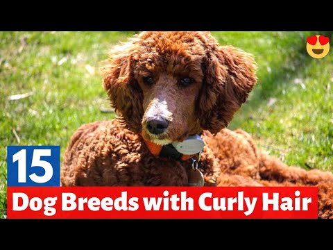 15 Dog Breeds with Curly Hair (With Pictures)