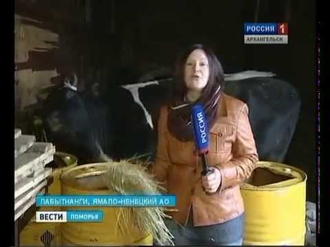 Холмогорские коровы прибыли на Ямал