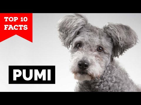 Pumi - Top 10 Facts