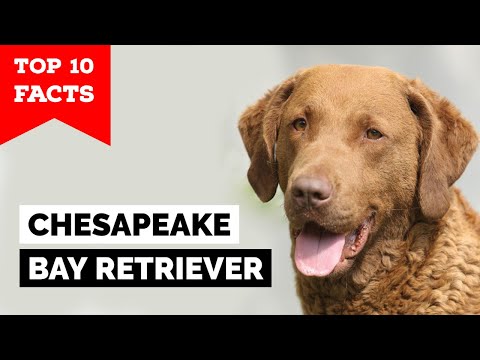 Chesapeake Bay Retriever - Top 10 Facts