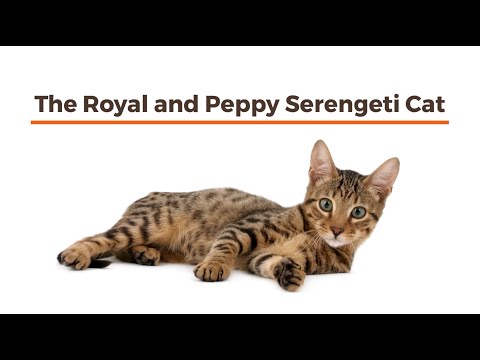 The Royal and Peppy Serengeti Cat