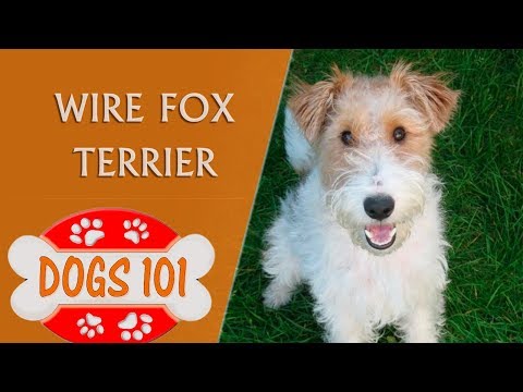 Dogs 101 - Wire Fox Terrier - Top Dog Facts About the Wire Fox Terrier