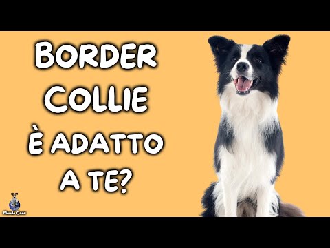 Border Collie: Cosa Sapere